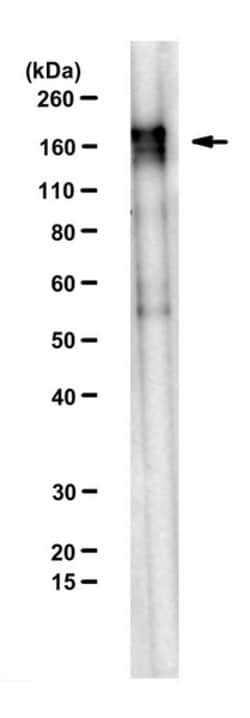 SETDB1, Mouse anti-Mouse, Clone: F0838, Millipore Sigma:Antibodies:Primary